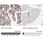 Atlas Antibodies Anti-SND1 Antibody