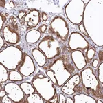 Atlas Antibodies Anti-SNED1 Antibody