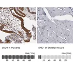 Atlas Antibodies Anti-SND1 Antibody