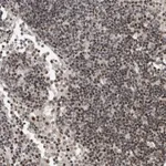 Atlas Antibodies Anti-SNRNP48 Antibody