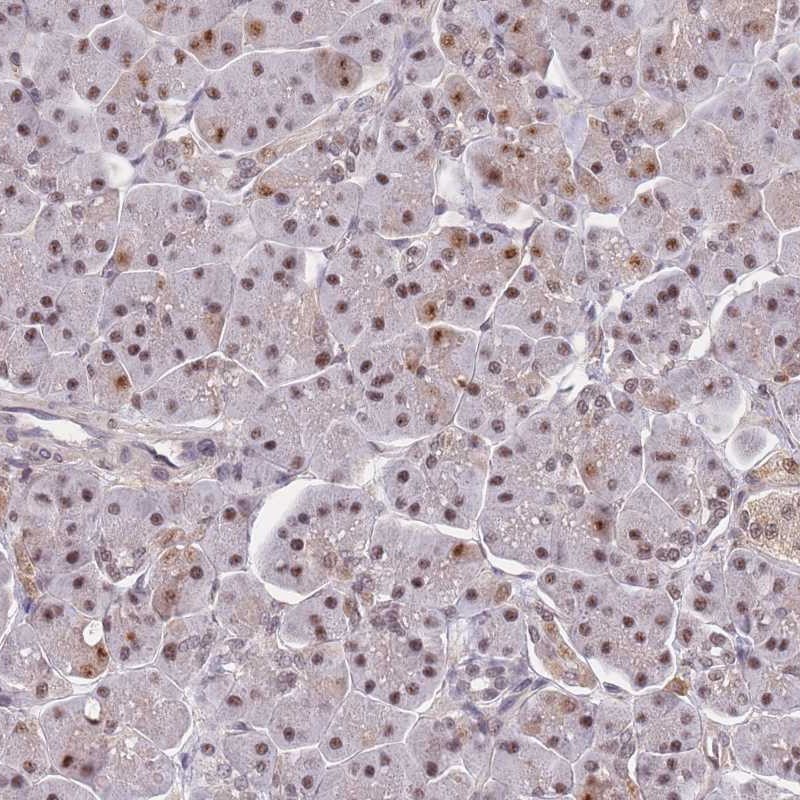 Atlas Antibodies Anti-SNRPA1 Antibody