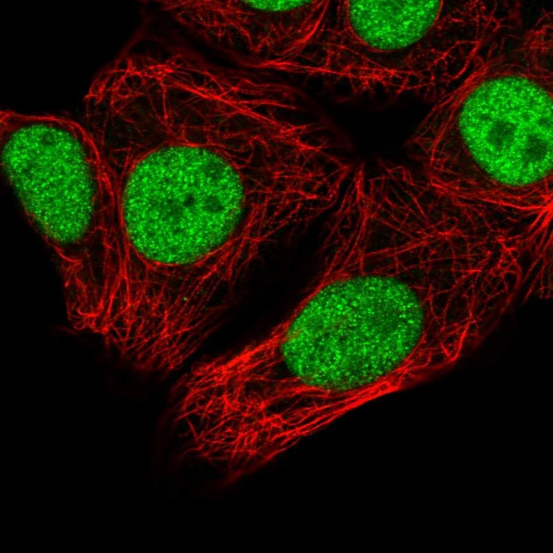 Atlas Antibodies Anti-SNRPC Antibody