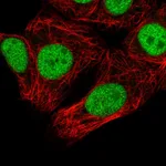 Atlas Antibodies Anti-SNRPC Antibody