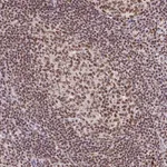 Atlas Antibodies Anti-SNRPG Antibody