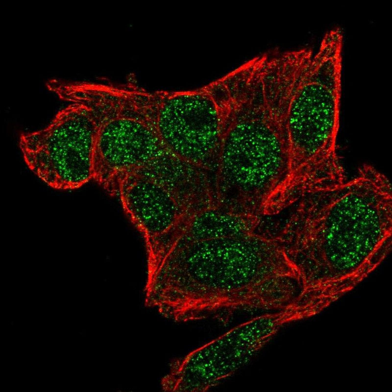 Atlas Antibodies Anti-SNRPG Antibody