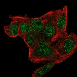 Atlas Antibodies Anti-SNRPG Antibody