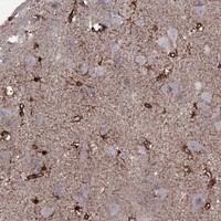 Atlas Antibodies Anti-SNTA1 Antibody