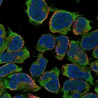 Atlas Antibodies Anti-SNTG2 Antibody