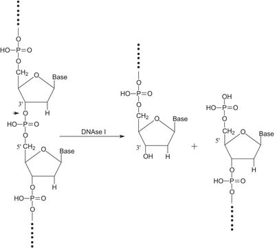 Merck DEOXYRIBONUCLEASE I, RECOMBINANT, BOVINE