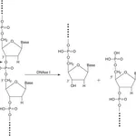 Merck DEOXYRIBONUCLEASE I, RECOMBINANT, BOVINE