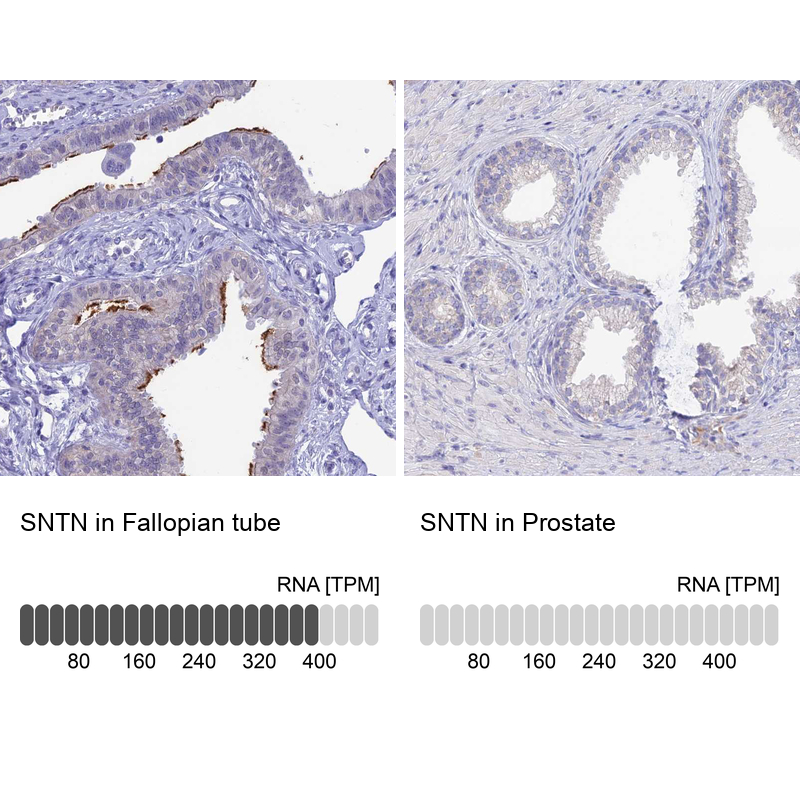 Atlas Antibodies Anti-SNTN Antibody