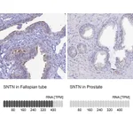 Atlas Antibodies Anti-SNTN Antibody
