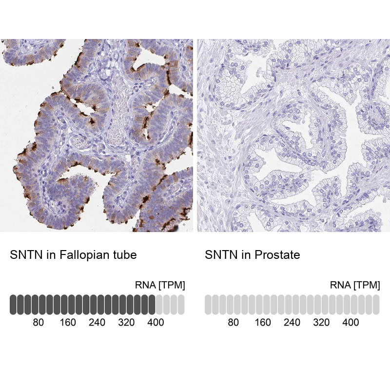 Atlas Antibodies Anti-SNTN Antibody
