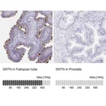 Atlas Antibodies Anti-SNTN Antibody