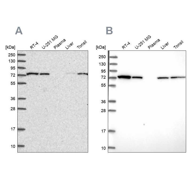 Atlas Antibodies Anti-SNX1 Antibody