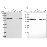 Atlas Antibodies Anti-SNX1 Antibody
