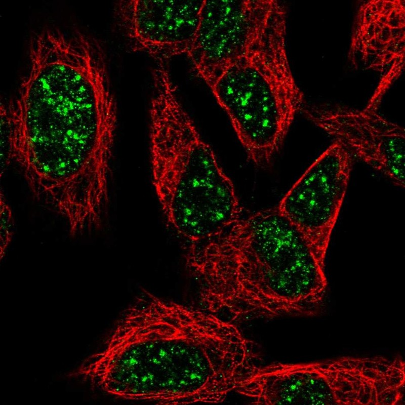 Atlas Antibodies Anti-SNURF Antibody