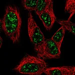 Atlas Antibodies Anti-SNURF Antibody