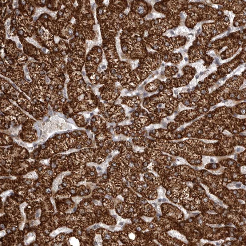 Atlas Antibodies Anti-SNX16 Antibody