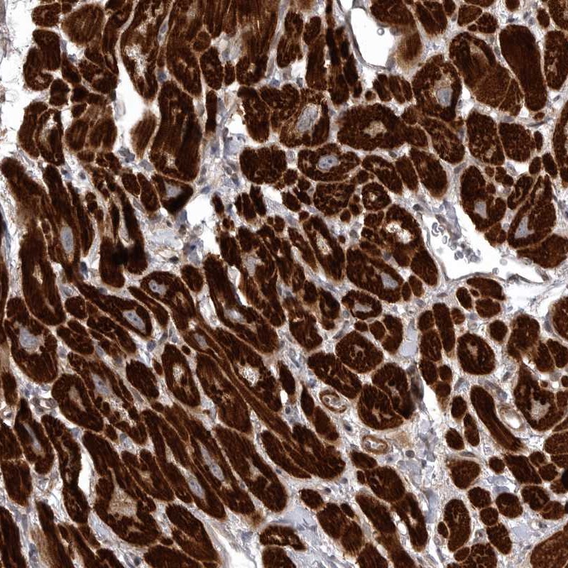 Atlas Antibodies Anti-SNX16 Antibody