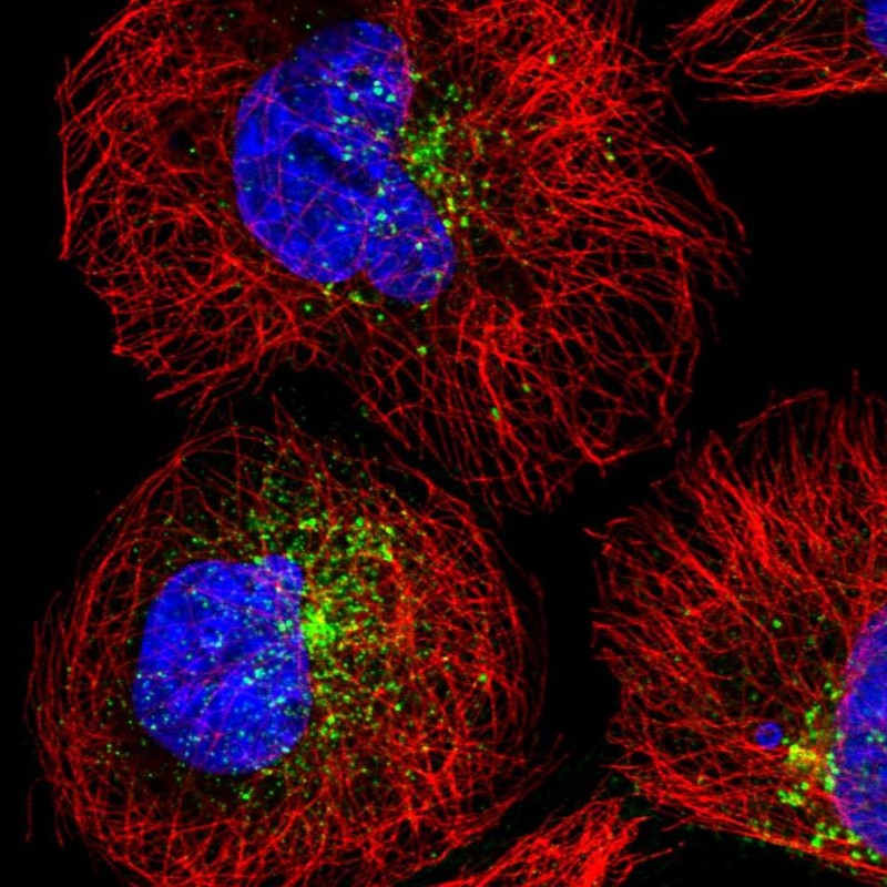 Atlas Antibodies Anti-SNX17 Antibody