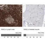 Atlas Antibodies Anti-SNX2 Antibody