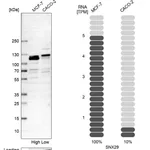 Atlas Antibodies Anti-SNX29 Antibody