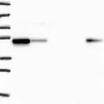 Atlas Antibodies Anti-SNX5 Antibody