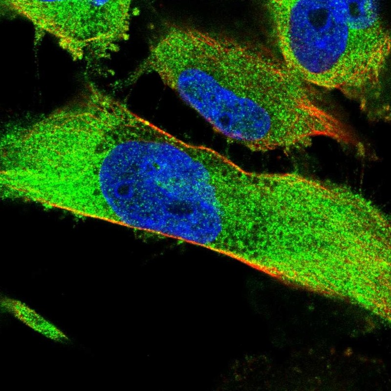 Atlas Antibodies Anti-SNX9 Antibody