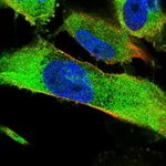 Atlas Antibodies Anti-SNX9 Antibody