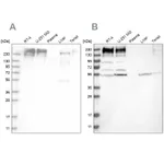 Atlas Antibodies Anti-SON Antibody