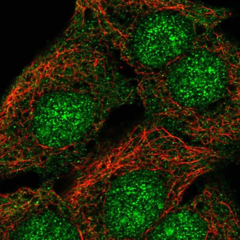 Atlas Antibodies Anti-SORCS2 Antibody
