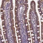 Atlas Antibodies Anti-SOWAHA Antibody