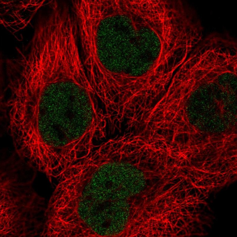 Atlas Antibodies Anti-SOX13 Antibody