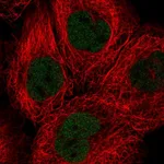 Atlas Antibodies Anti-SOX13 Antibody
