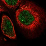 Atlas Antibodies Anti-SOX13 Antibody