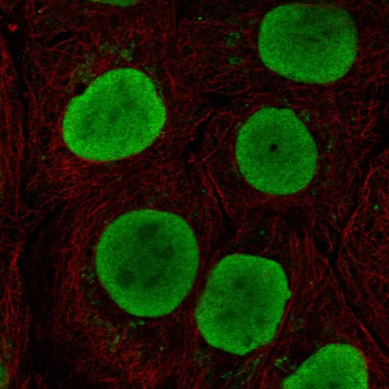 Atlas Antibodies Anti-SOX15 Antibody