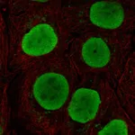 Atlas Antibodies Anti-SOX15 Antibody