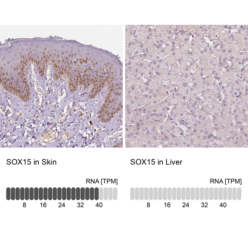 Atlas Antibodies Anti-SOX15 Antibody