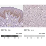 Atlas Antibodies Anti-SOX15 Antibody