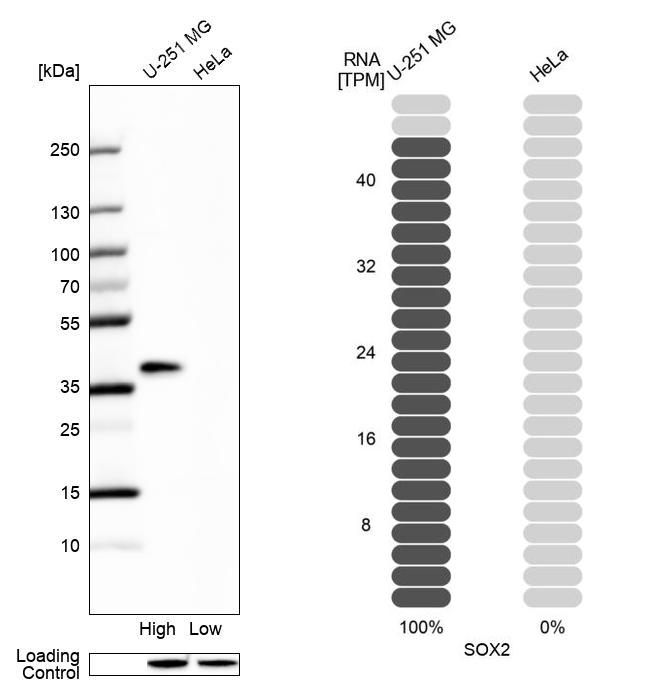 Atlas Antibodies Anti-SOX2 Antibody