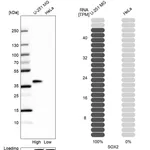 Atlas Antibodies Anti-SOX2 Antibody