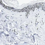 Atlas Antibodies Anti-SP1 Antibody