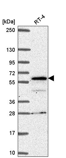 Atlas Antibodies Anti-SP110 Antibody