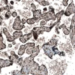 Atlas Antibodies Anti-SOX7 Antibody