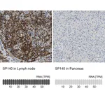 Atlas Antibodies Anti-SP140 Antibody
