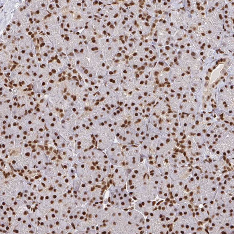 Atlas Antibodies Anti-SP3 Antibody