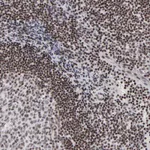 Atlas Antibodies Anti-SP2 Antibody