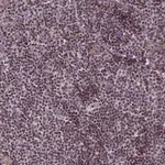 Atlas Antibodies Anti-SP4 Antibody