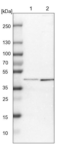 Atlas Antibodies Anti-SP6 Antibody